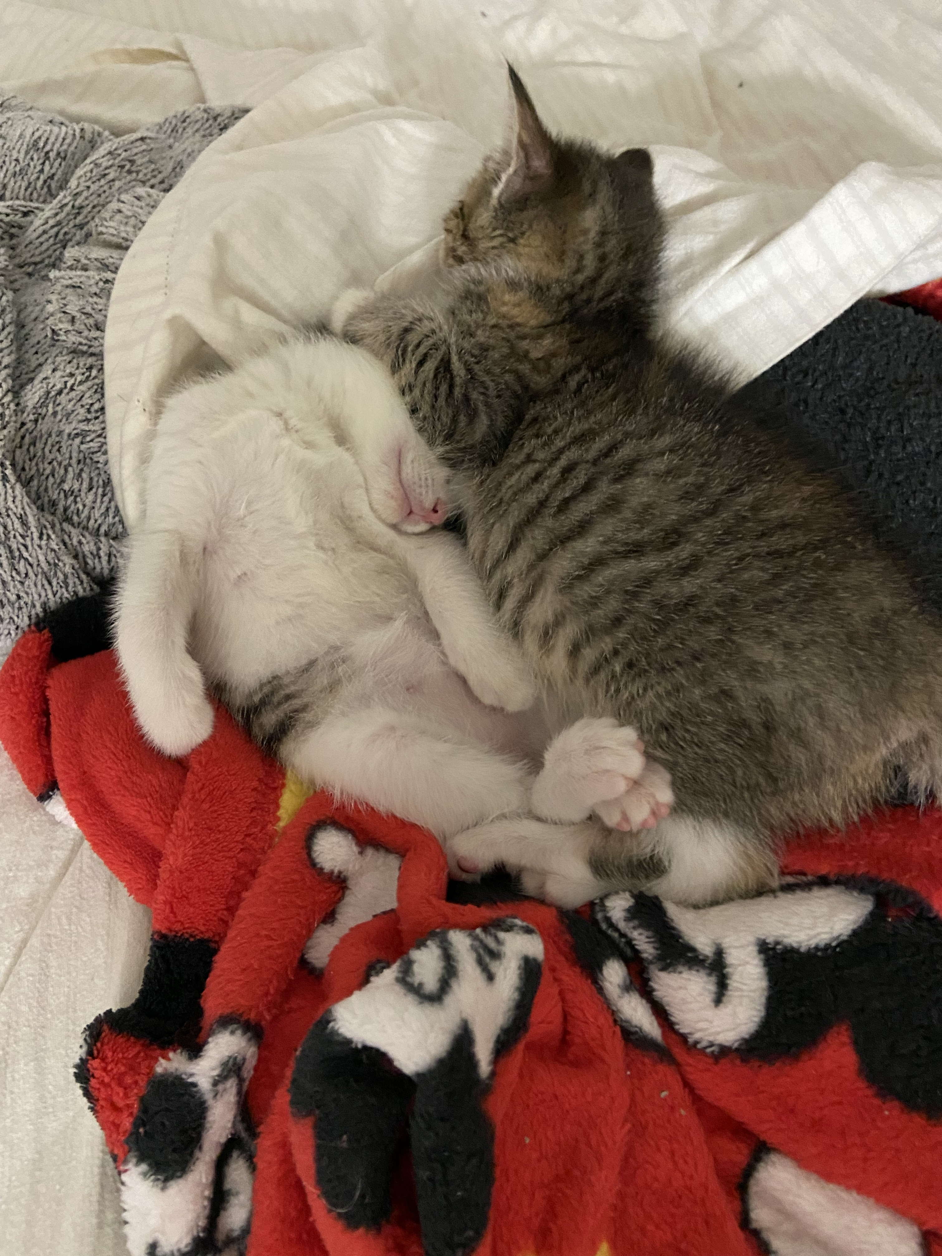 Bean and Petunia Cuddling in a Pile of Blankets