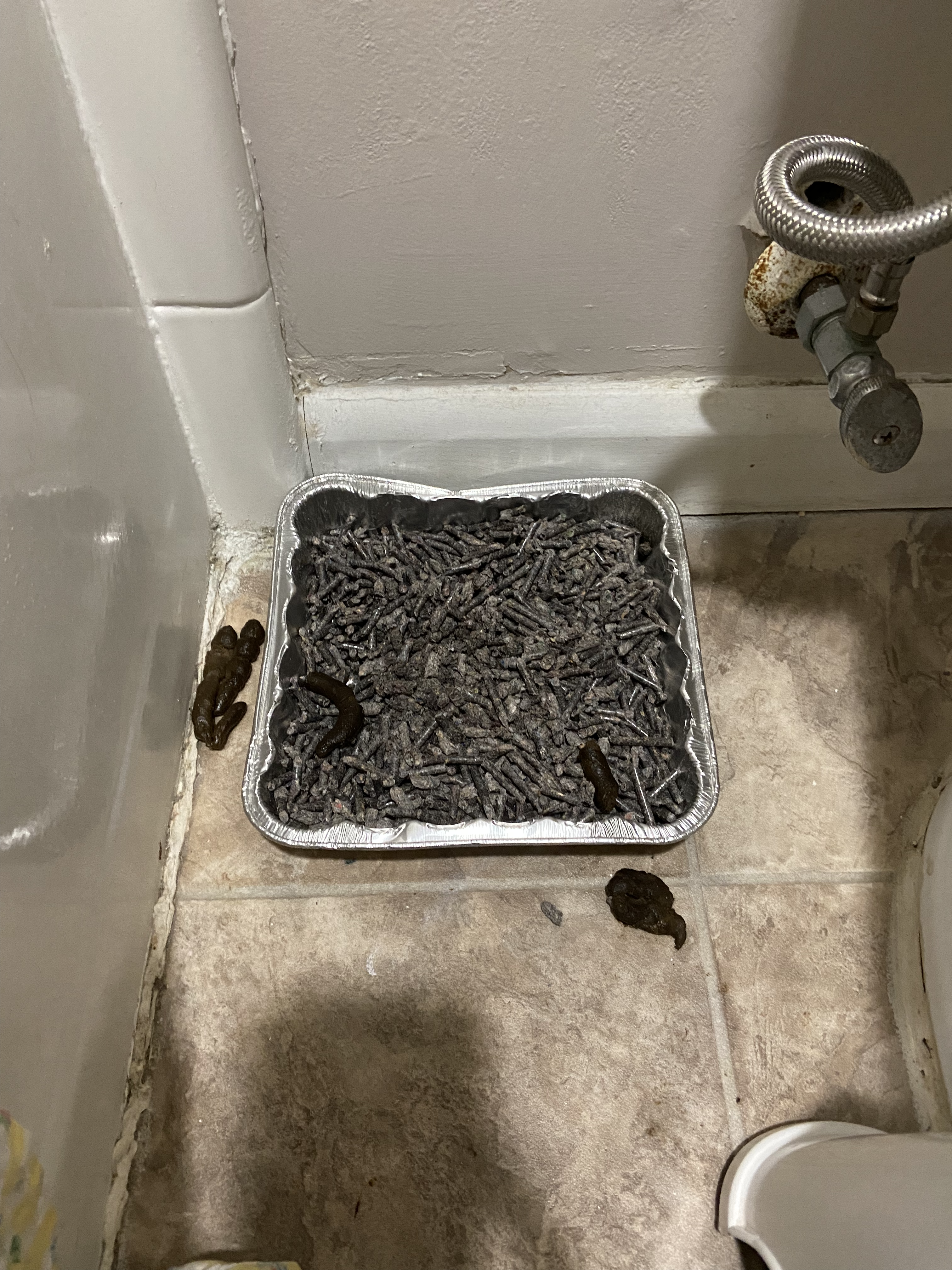 Litter Box with Piles of Poop on the Bottom Outside and Bottom Inside