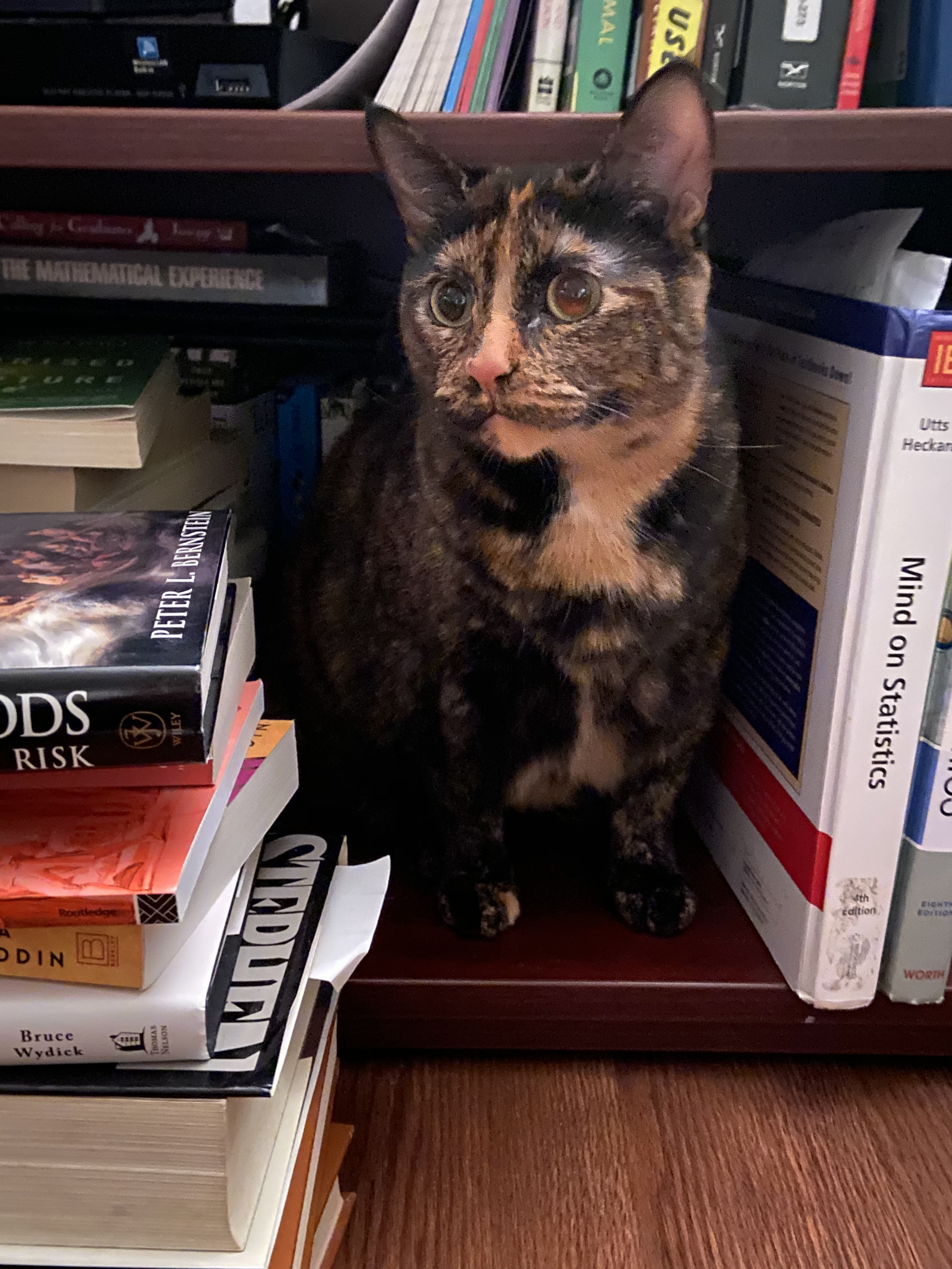 Lilith Sitting in A Book Shelf