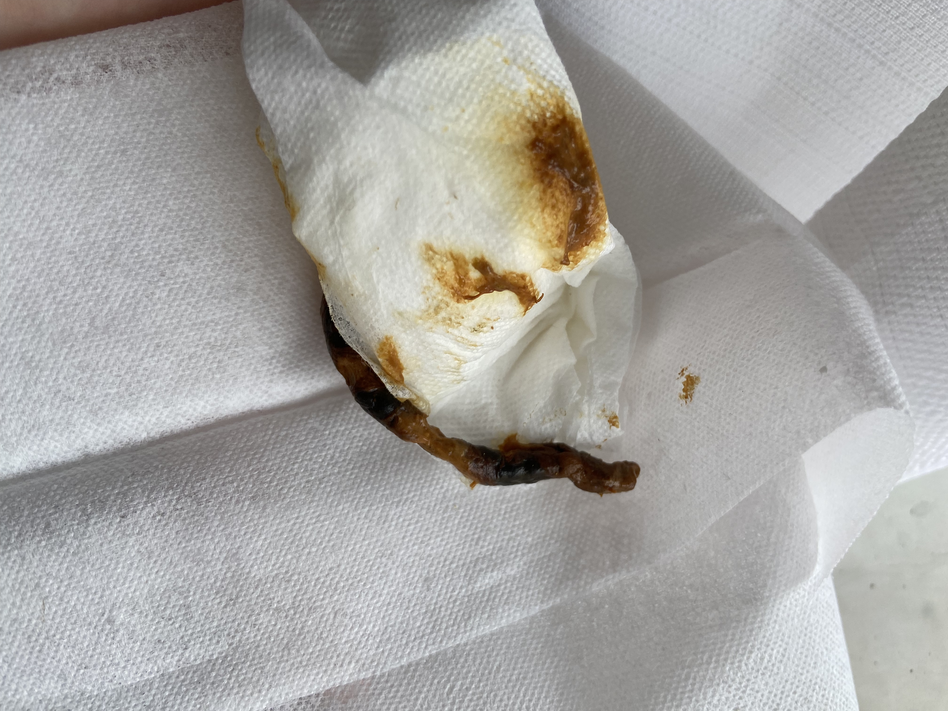 Long Orange and Brown Swirled Poop on a Tissue