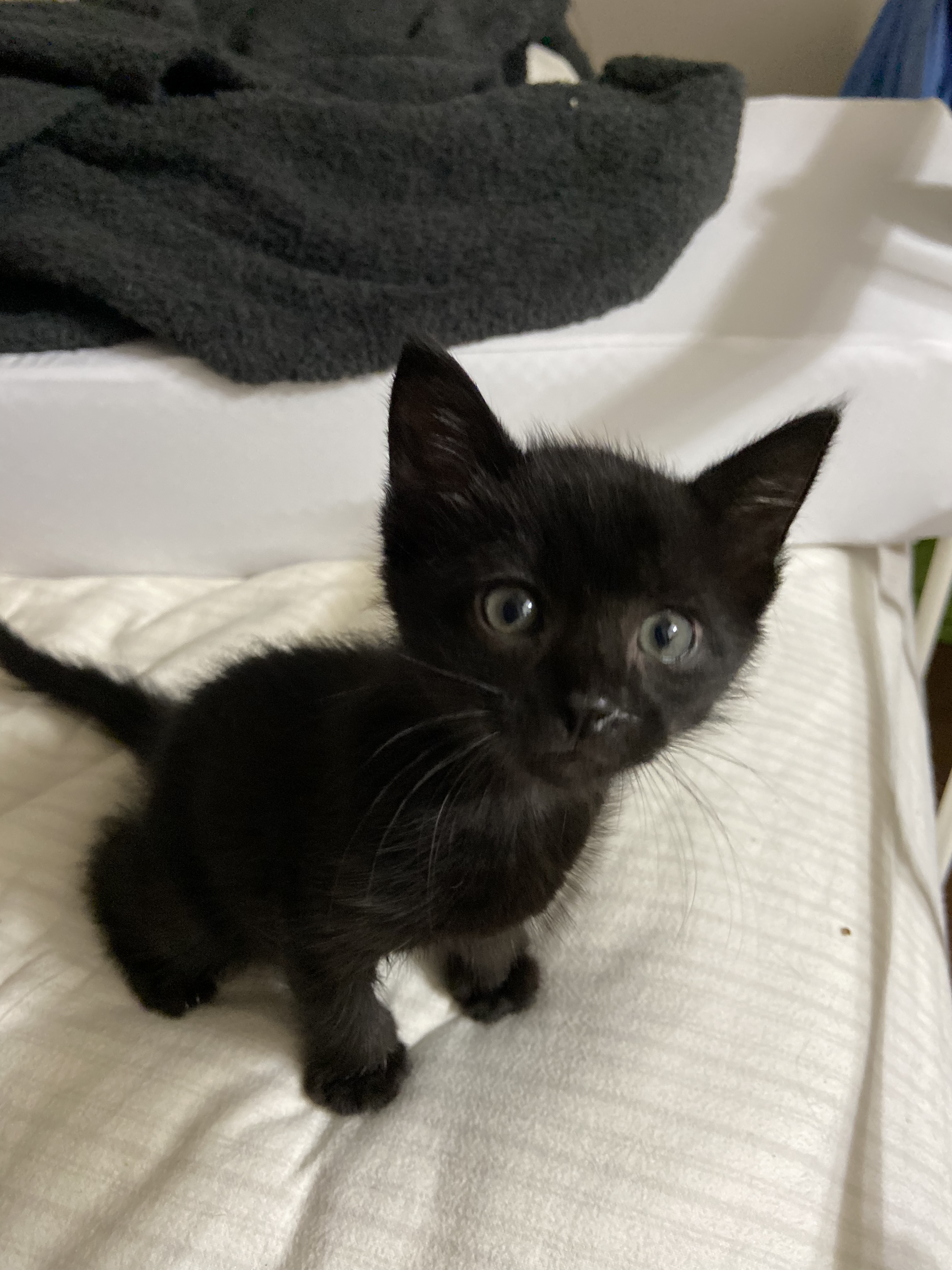 Salem Sitting on a Bed