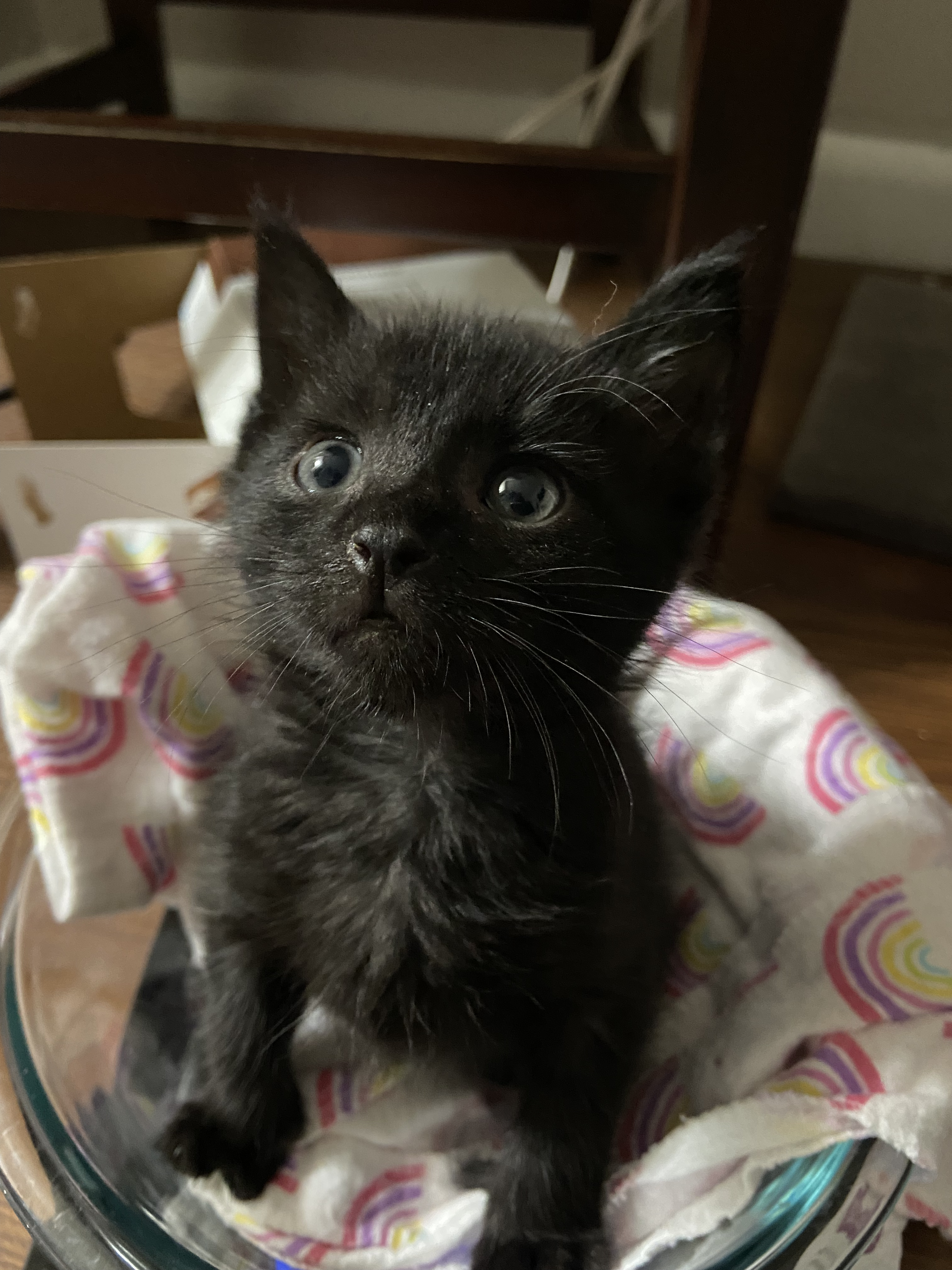 Salem Being Weighed in a Bowl