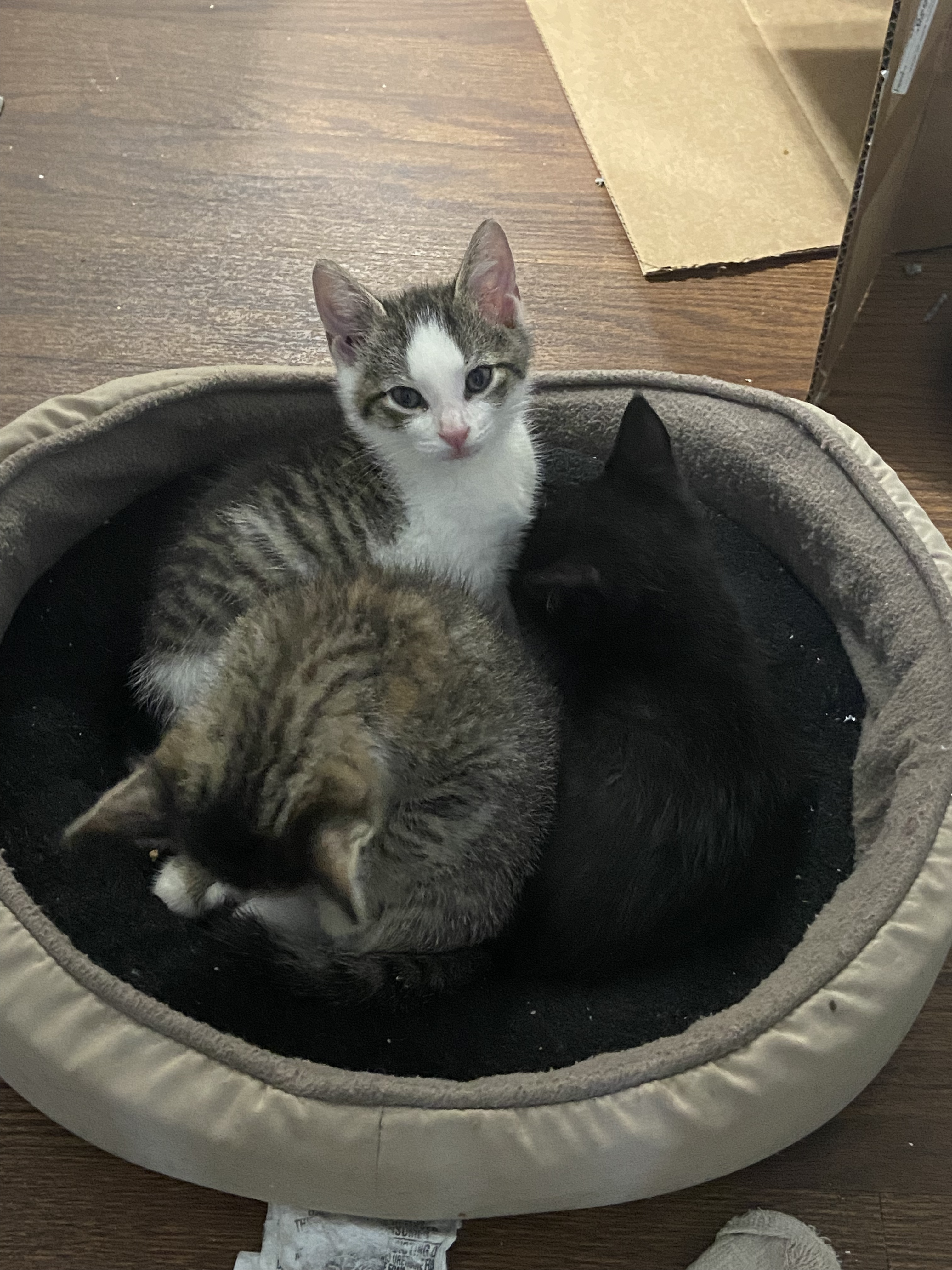 The Three Little Oracles, Cuddling in a Cat Bed